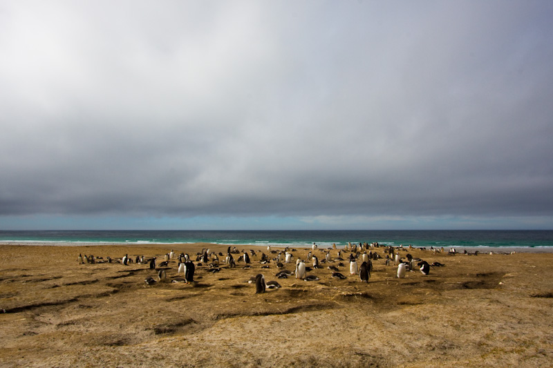 Gentoo Penguins Nesting